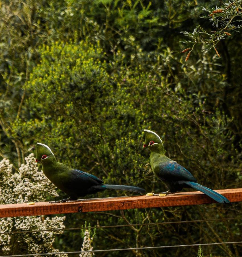 Forest Hill Wildernis Dış mekan fotoğraf